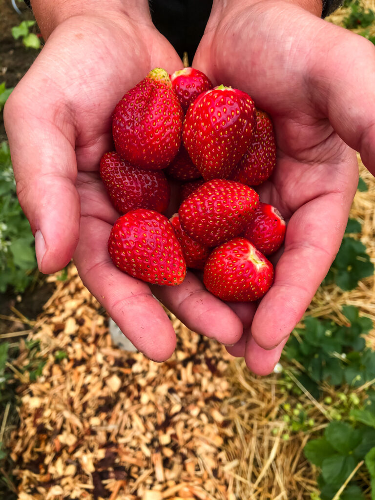 Frische Erdbeeren aus dem eigenen Beet