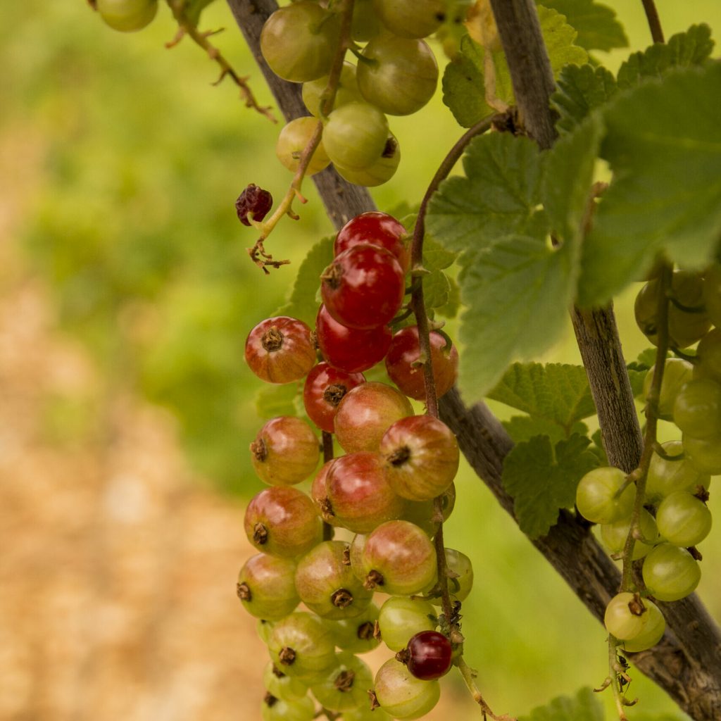 DSC_0408 Johannisbeere