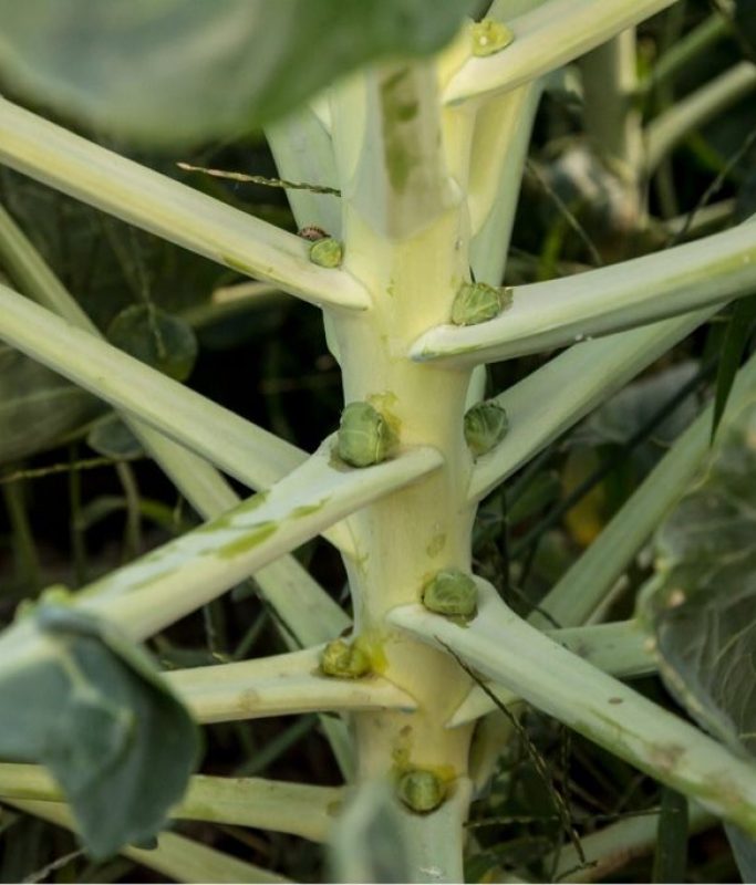 Rosenkohl beim wachsen Rosenkohl